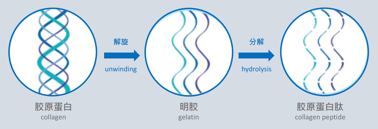 胶原蛋白